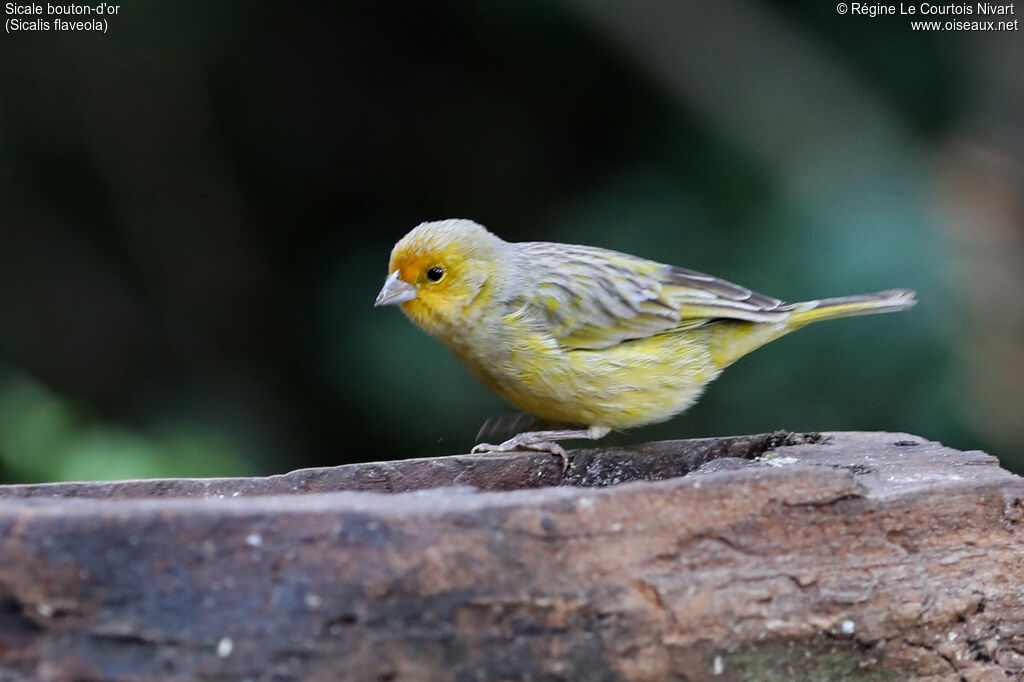 Sicale bouton-d'or mâle