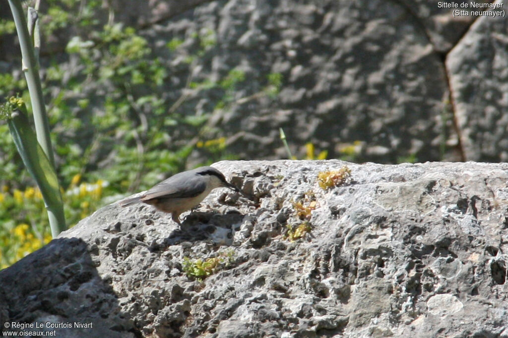 Western Rock Nuthatch