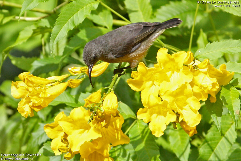 Seychelles Sunbird female