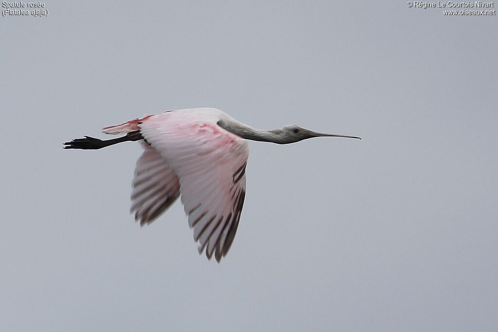 Spatule rosée, Vol
