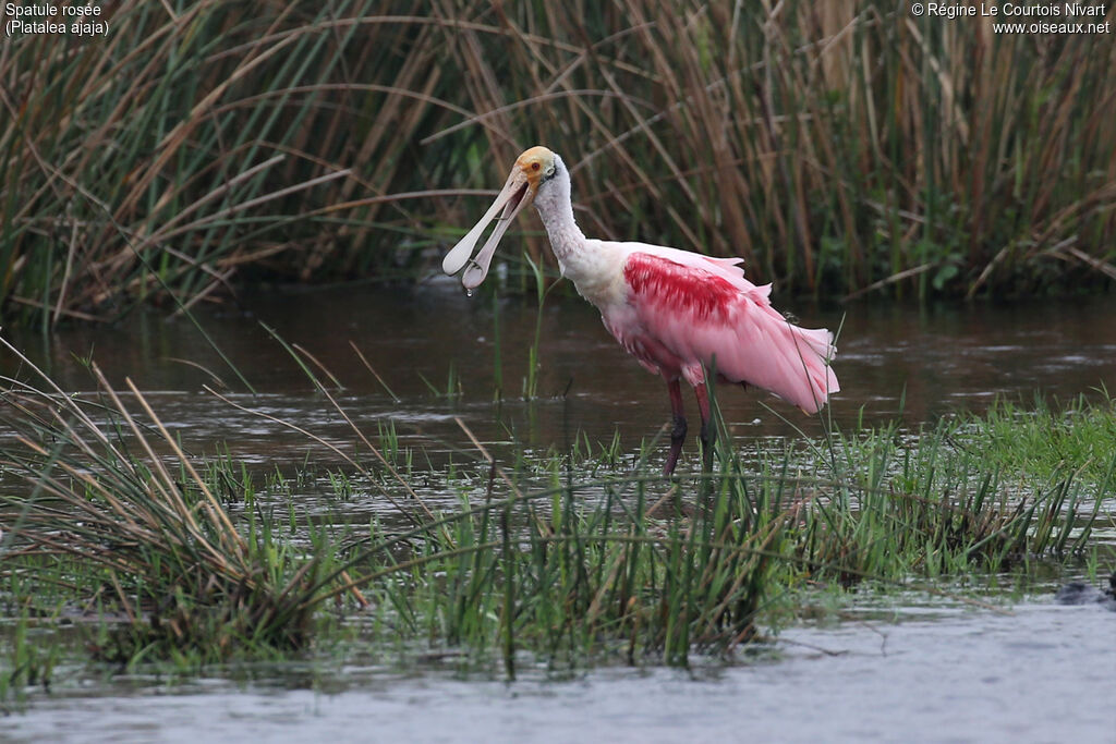 Roseate Spoonbill