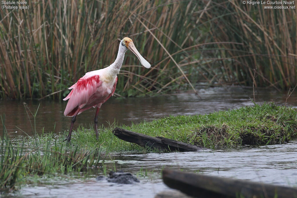Roseate Spoonbill