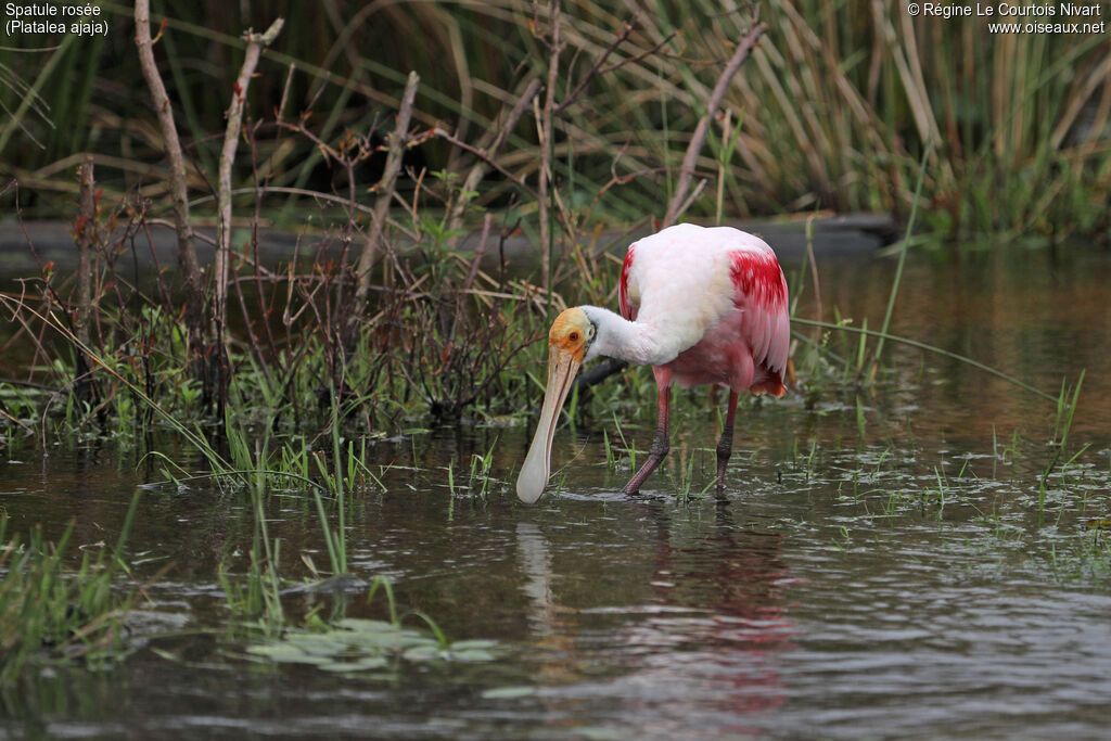Spatule rosée, pêche/chasse