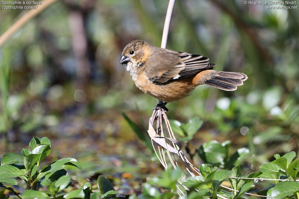 Sporophile à col fauve