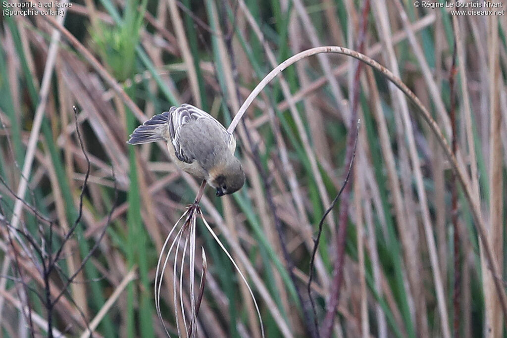 Sporophile à col fauve femelle