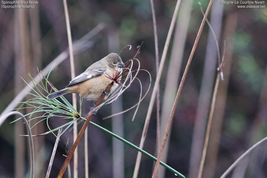 Sporophile à col fauve femelle, habitat