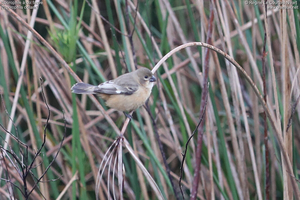 Sporophile à col fauve femelle