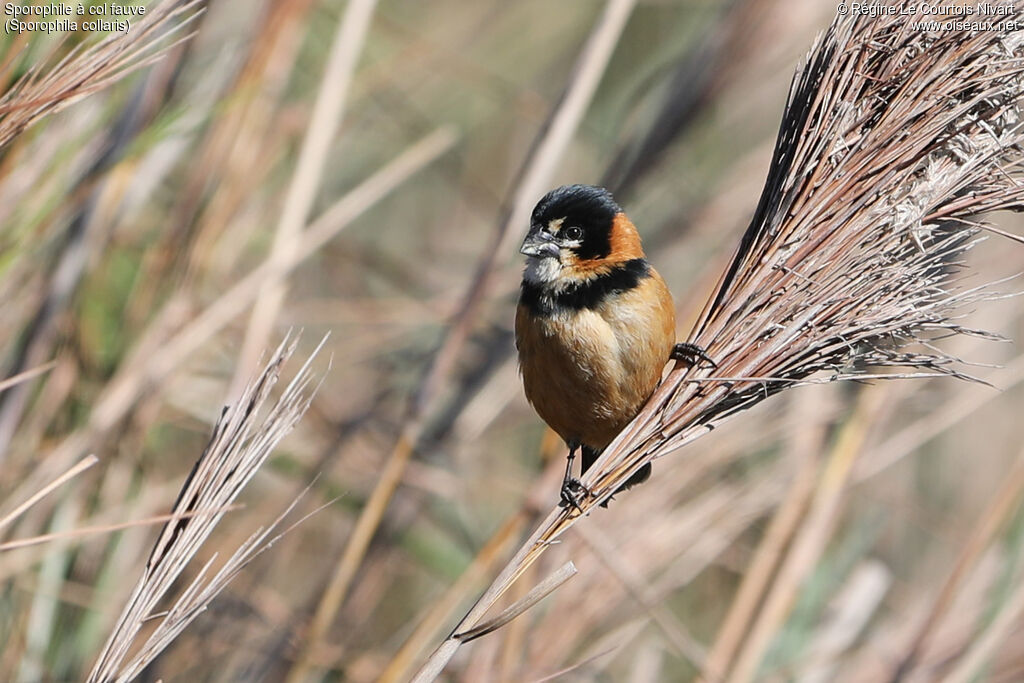 Sporophile à col fauve mâle