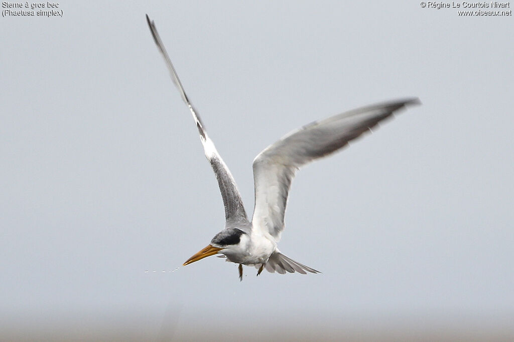 Large-billed Tern