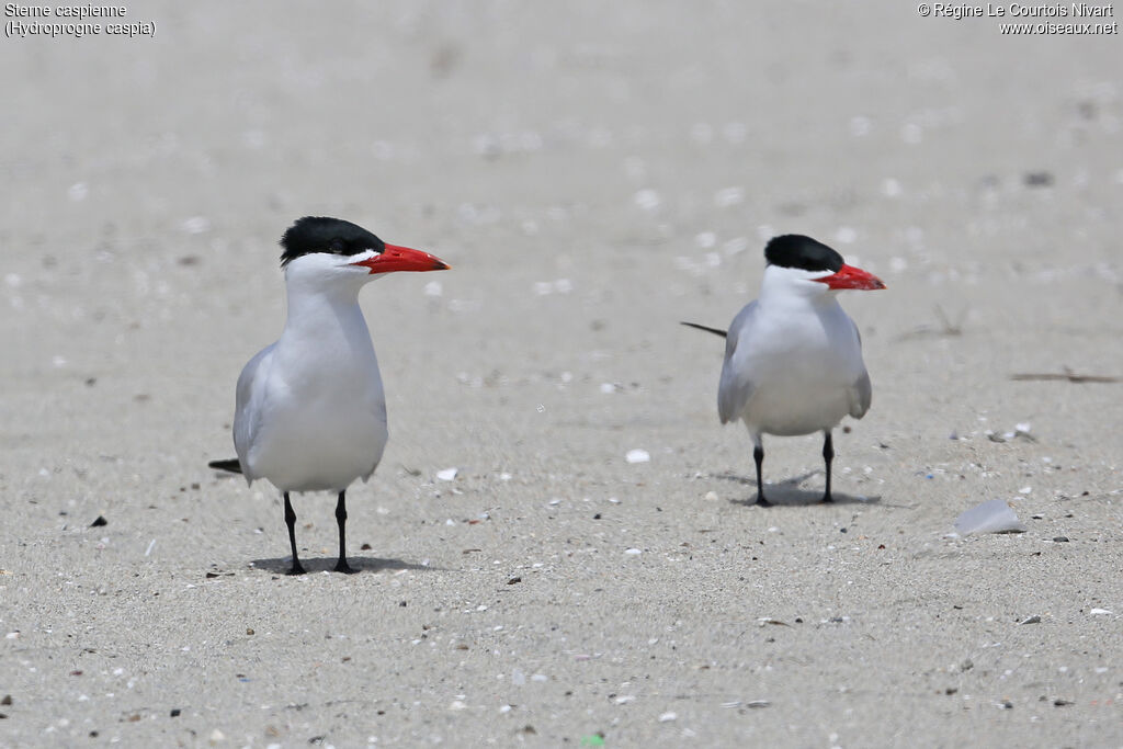 Caspian Tern