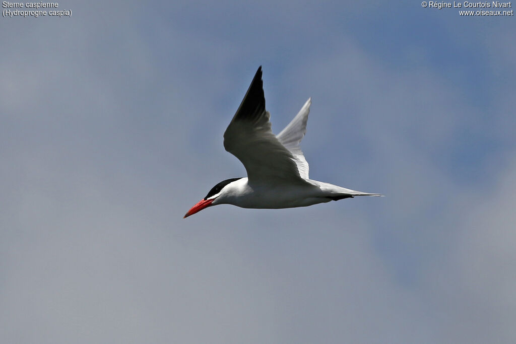 Caspian Tern