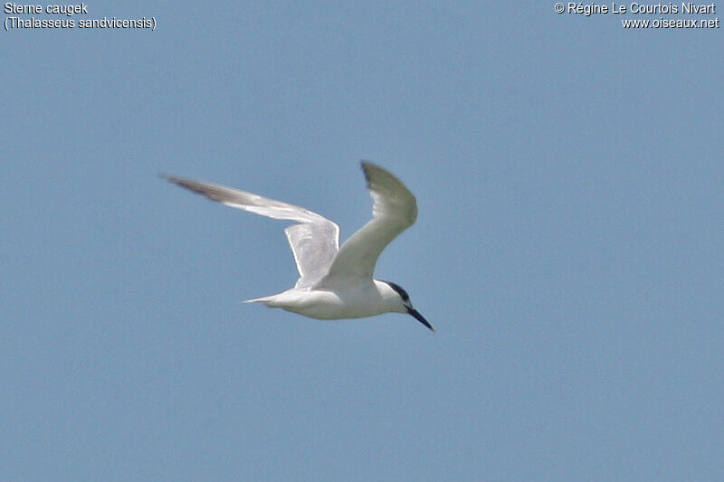 Sandwich Tern, Flight