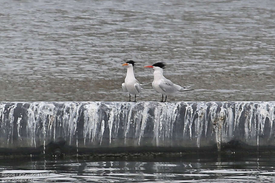 Elegant Ternadult breeding, identification