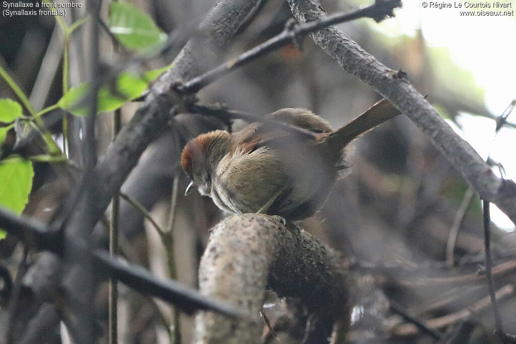 Sooty-fronted Spinetail