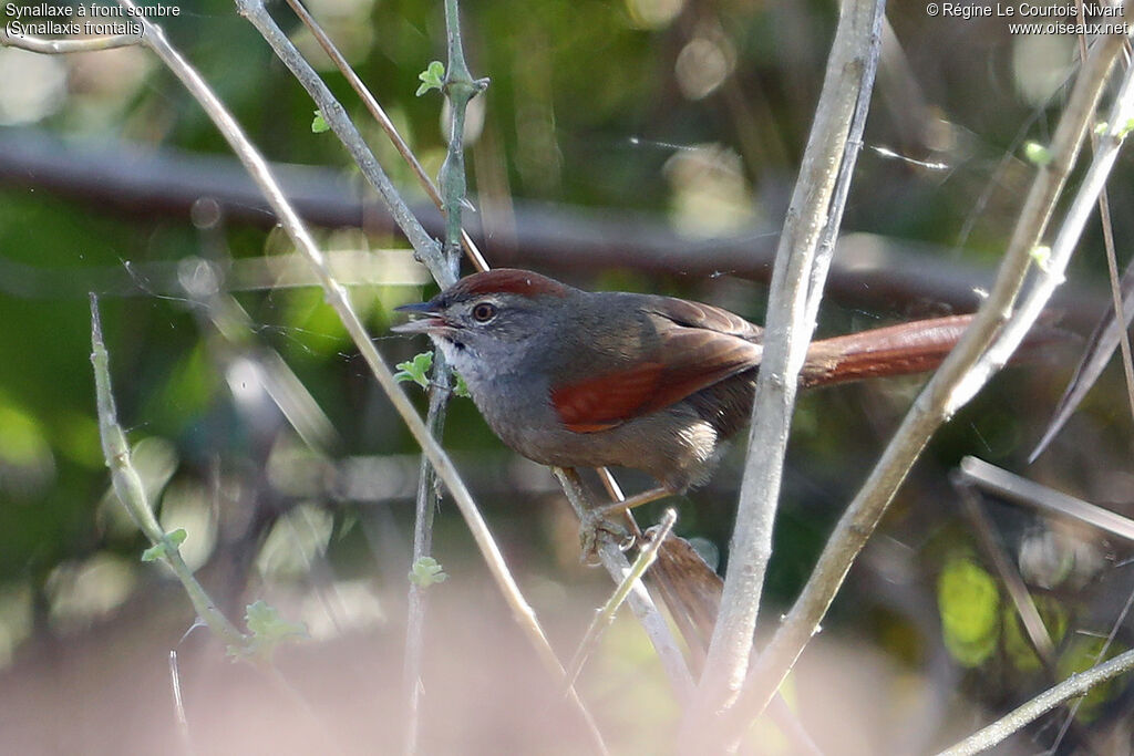 Sooty-fronted Spinetail