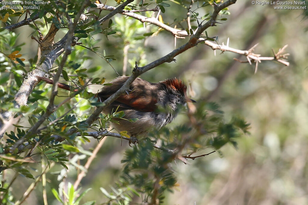Sooty-fronted Spinetail