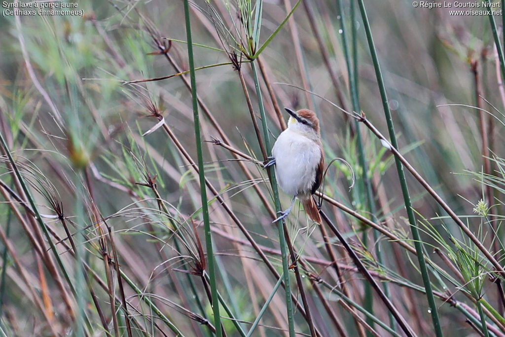 Yellow-chinned Spinetail, habitat