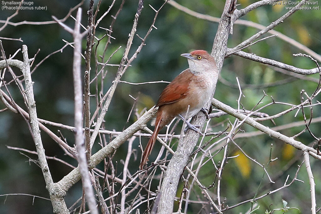Synallaxe rouge