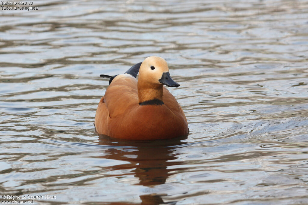 Ruddy Shelduck male