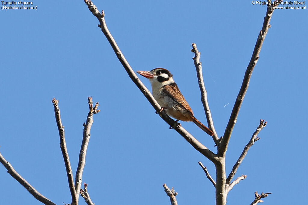 White-eared Puffbird