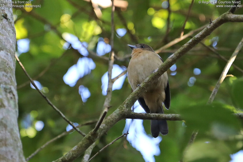 Tangara à front noir femelle