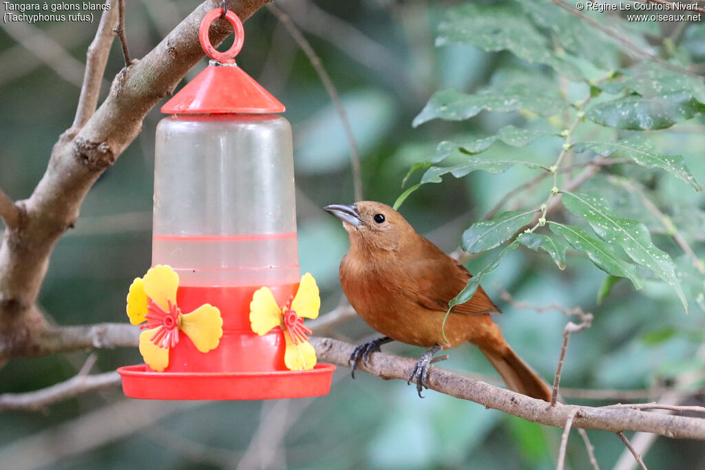 Tangara à galons blancs femelle