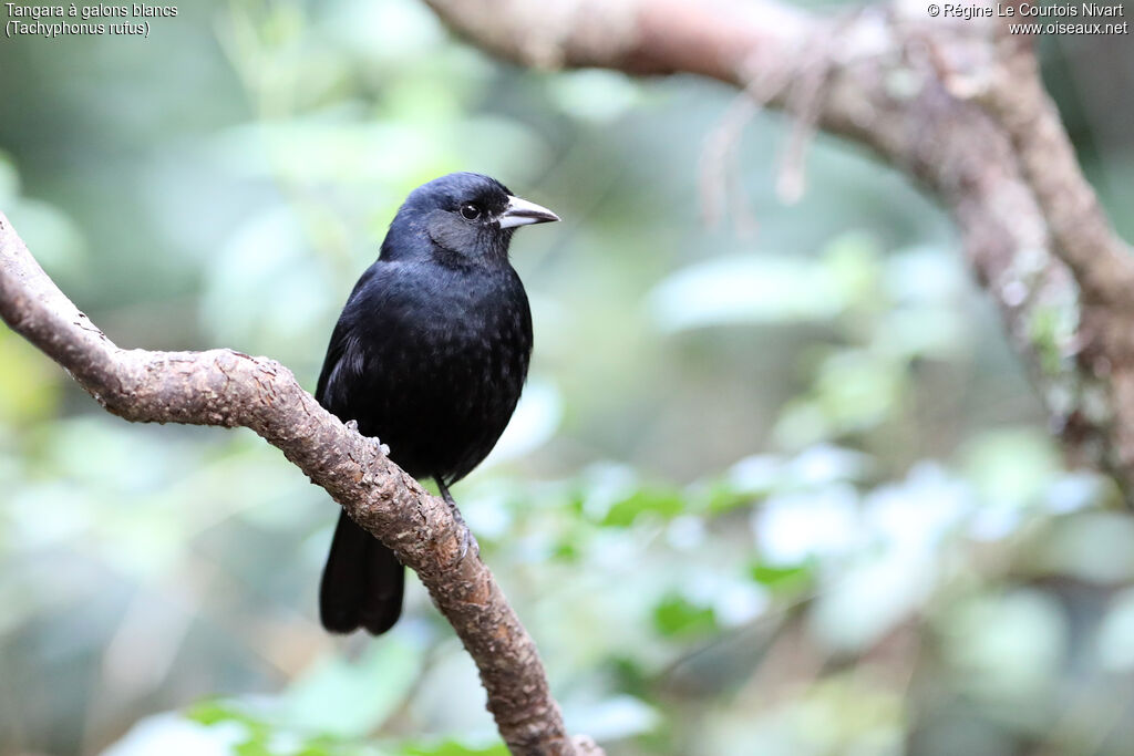 Tangara à galons blancs mâle