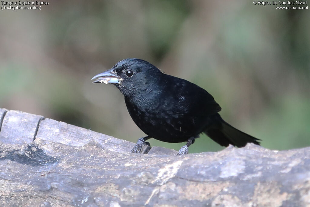 Tangara à galons blancs mâle