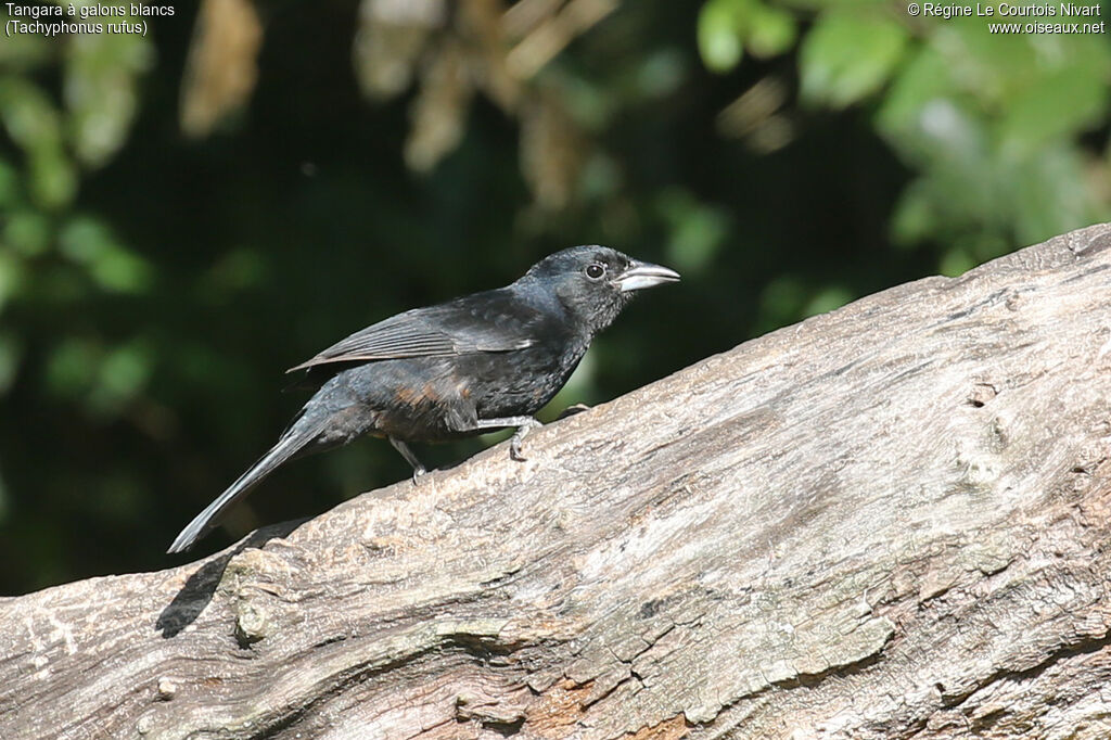 Tangara à galons blancs mâle