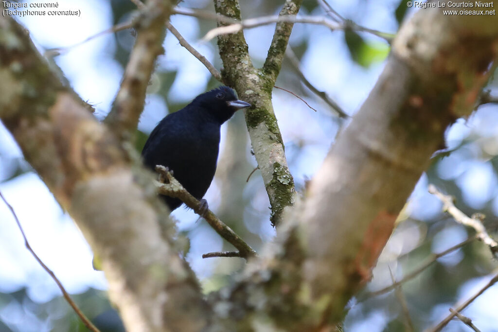 Tangara couronné mâle