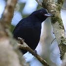 Tangara couronné