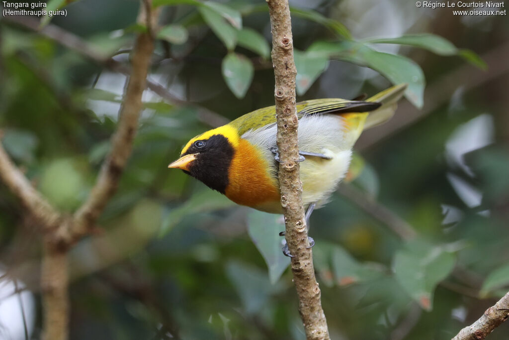 Guira Tanager