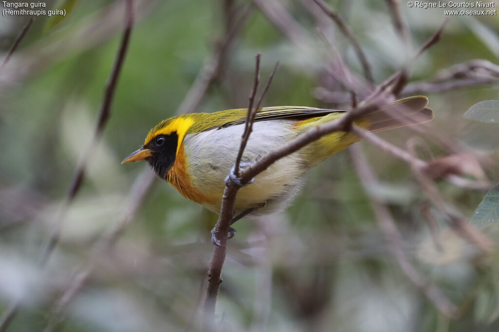 Guira Tanager