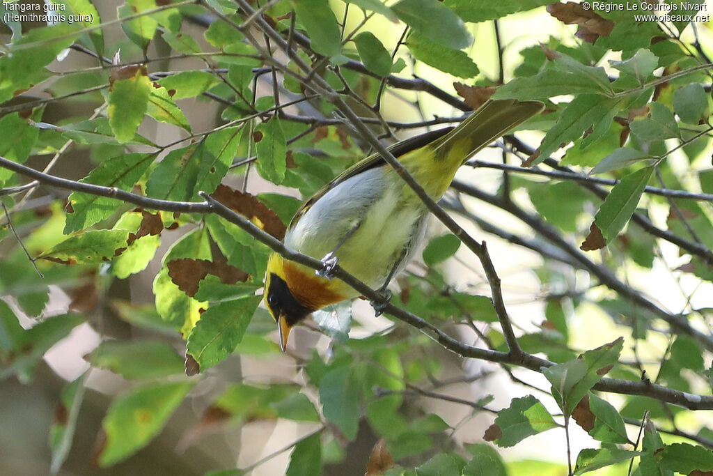 Guira Tanager