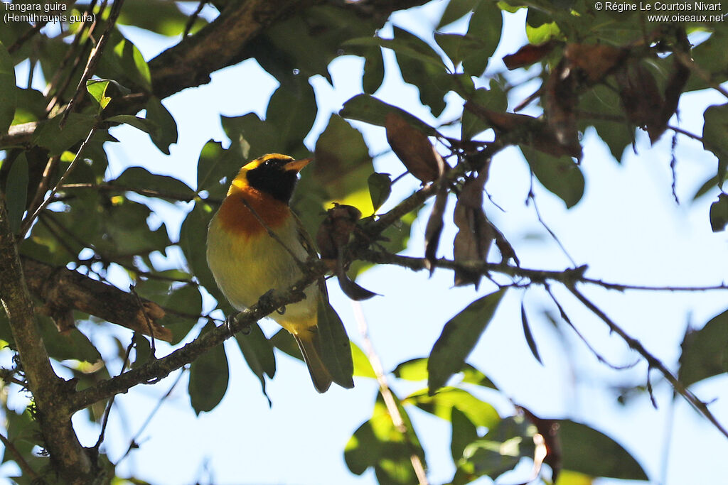 Guira Tanager