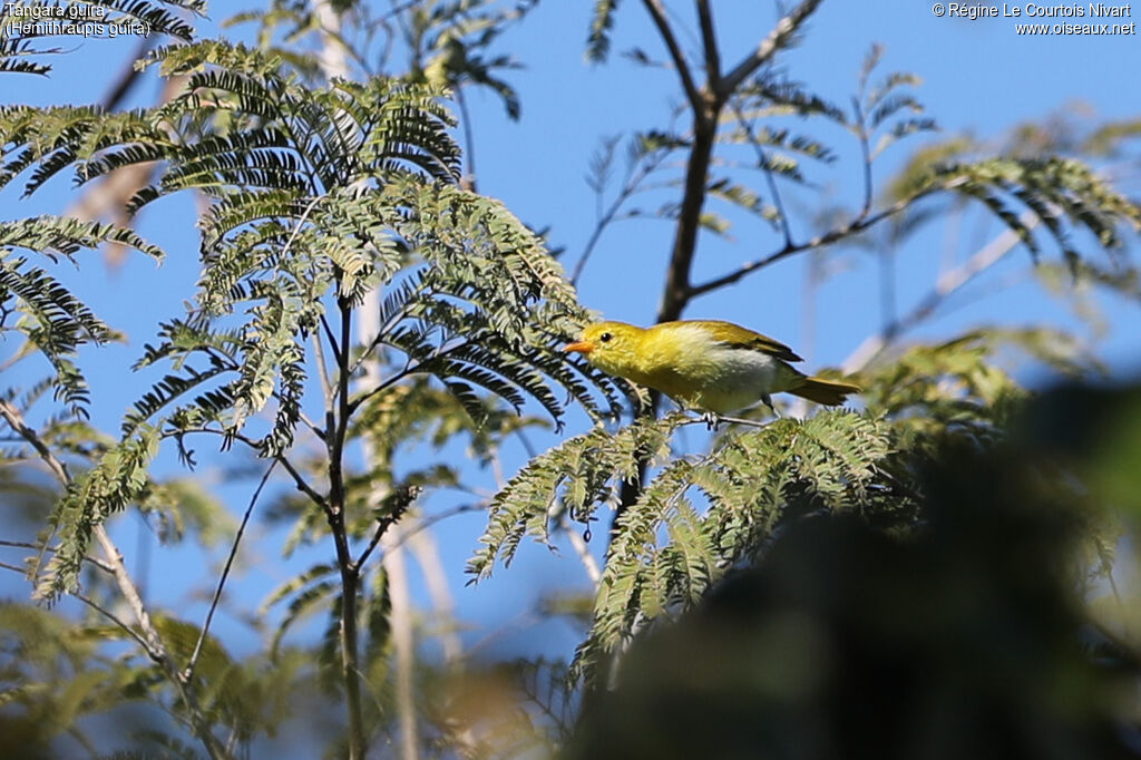 Guira Tanager