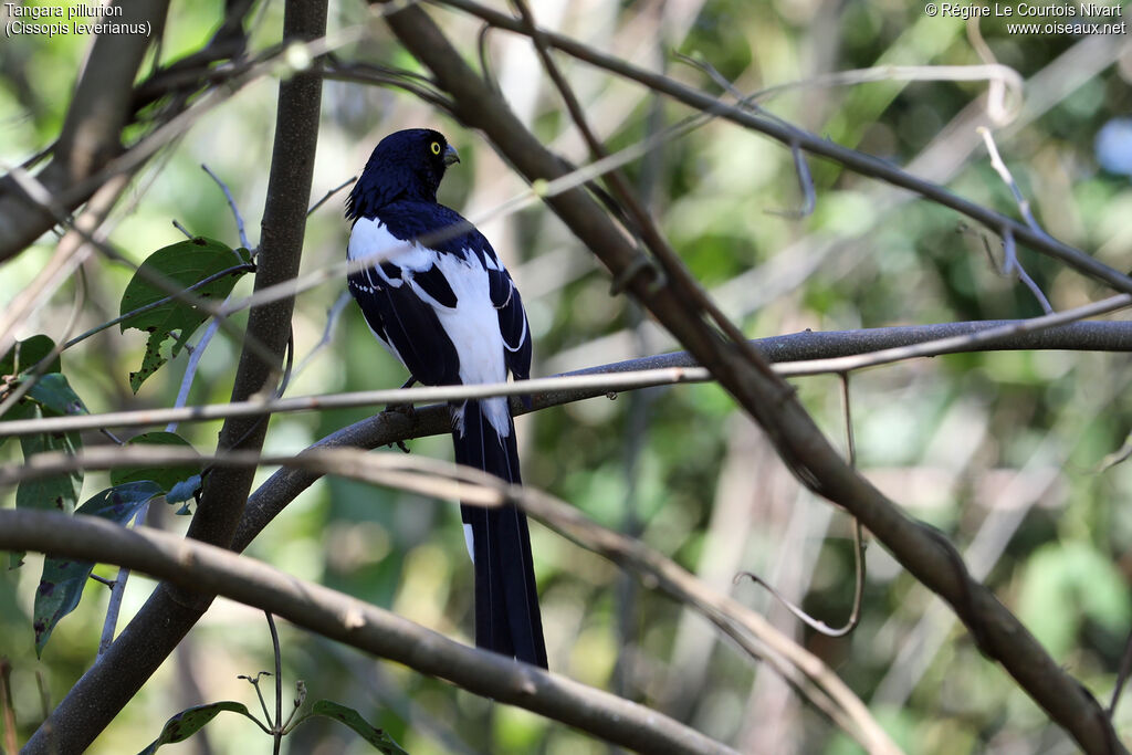 Magpie Tanager