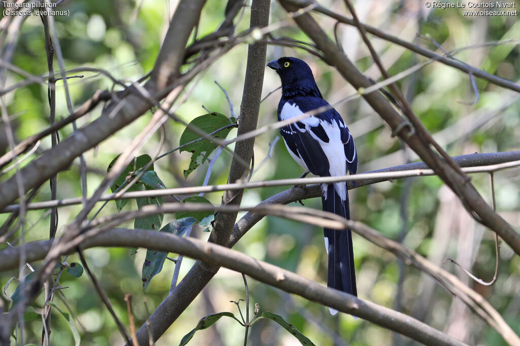 Magpie Tanager