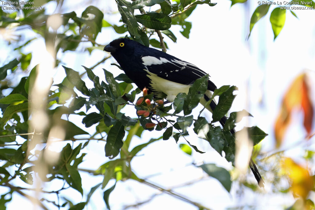 Magpie Tanager