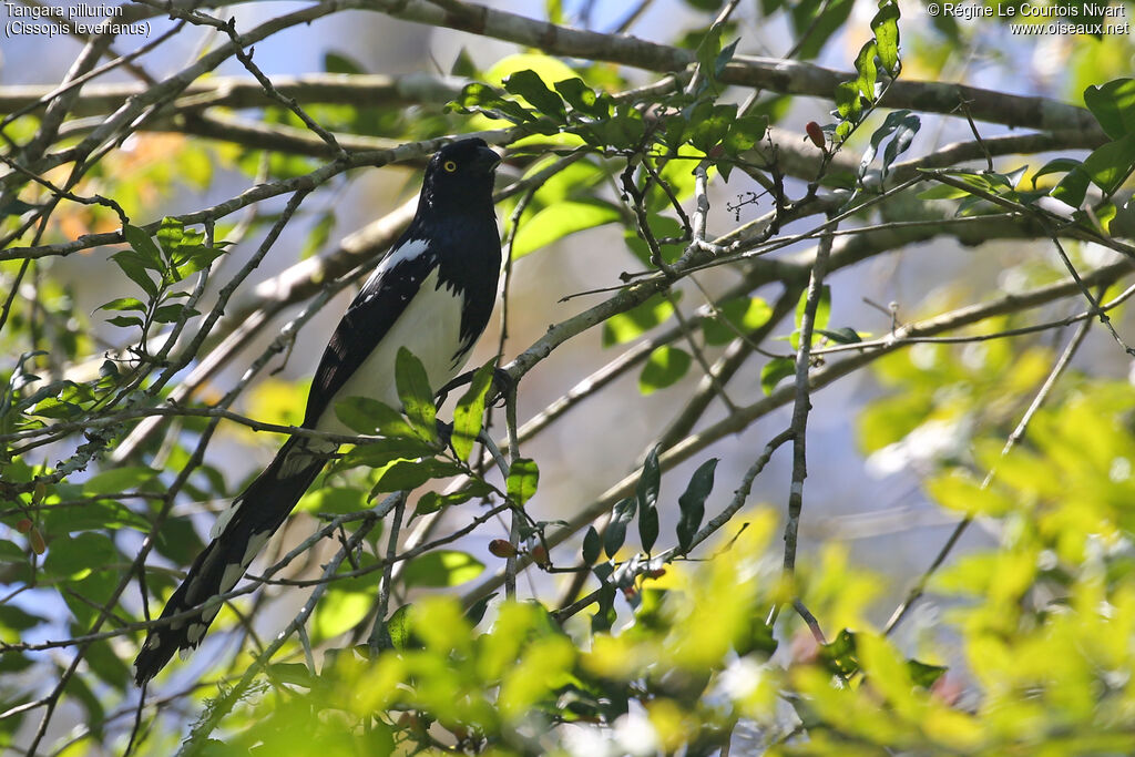 Magpie Tanager