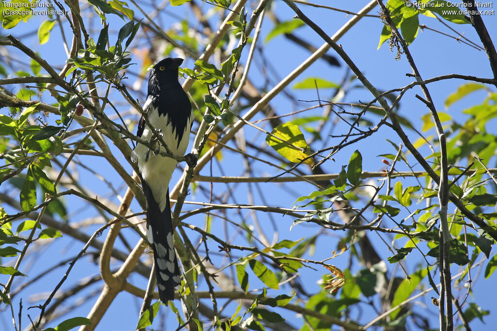 Magpie Tanager