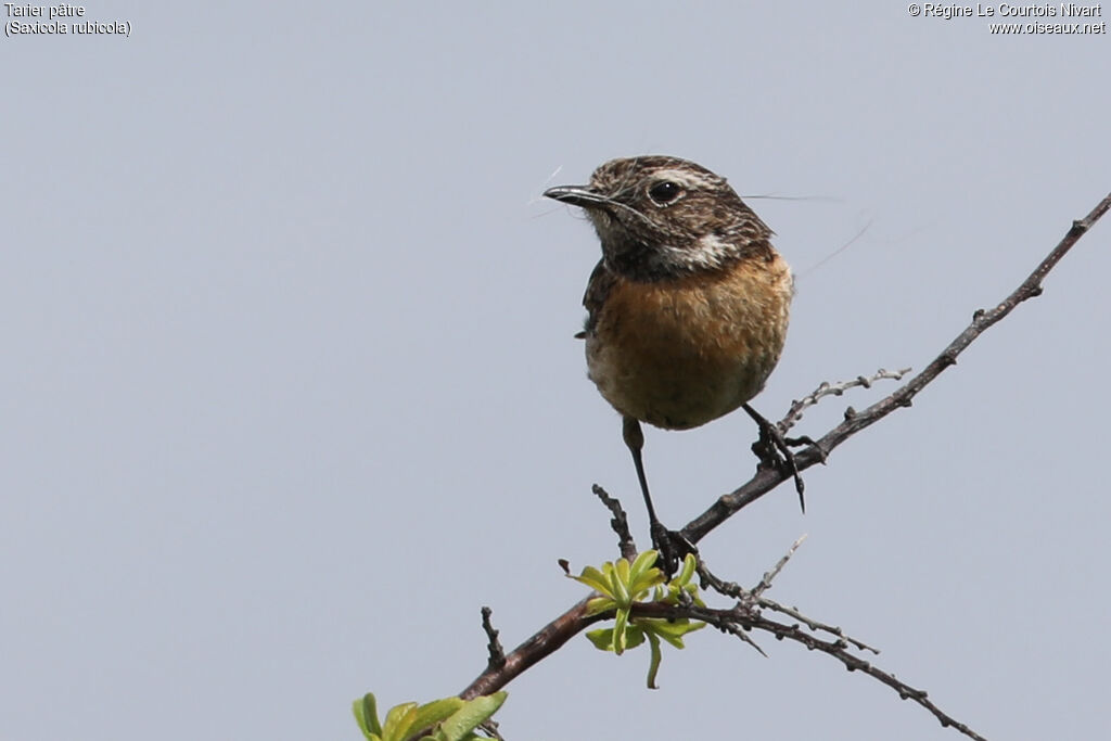 Tarier pâtre femelle