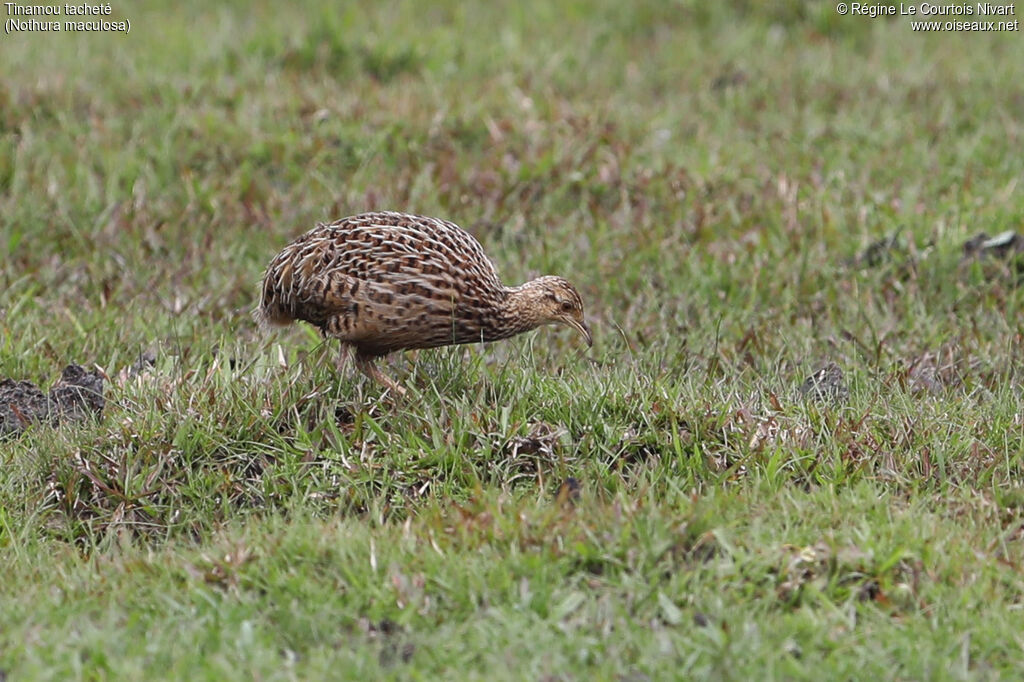 Tinamou tacheté