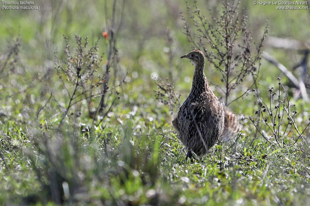 Tinamou tacheté