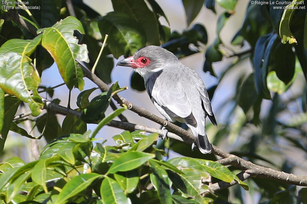 Tityre masqué femelle
