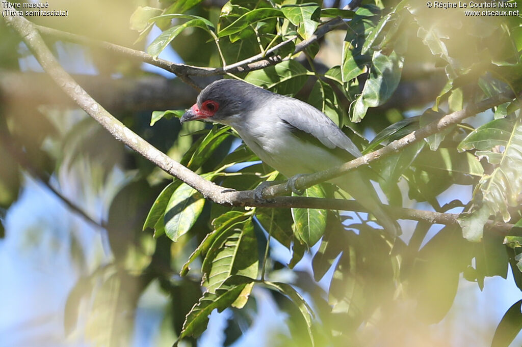 Masked Tityra