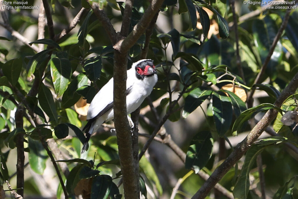 Masked Tityra
