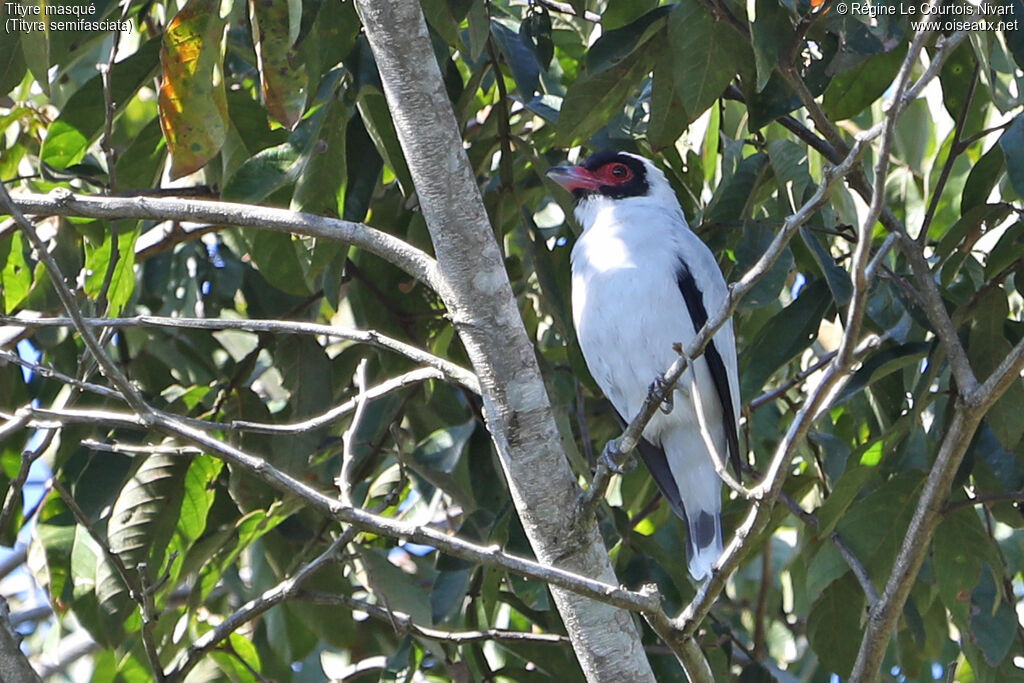 Masked Tityra