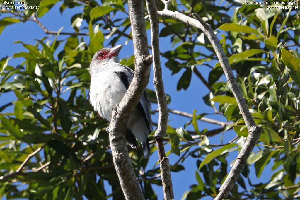 Masked Tityra