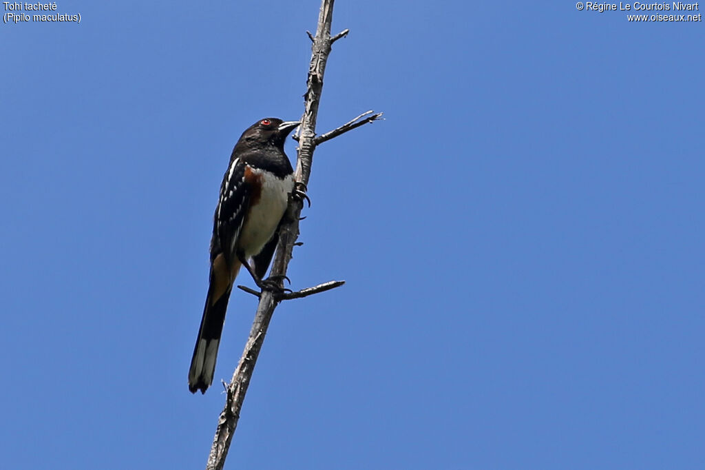Spotted Towhee